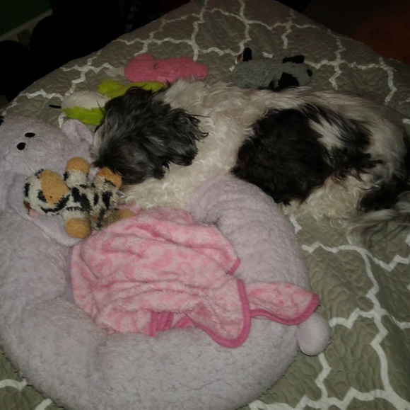 Melissa 🌟Posh Ambassador!🌟 - Picture 4 of 16